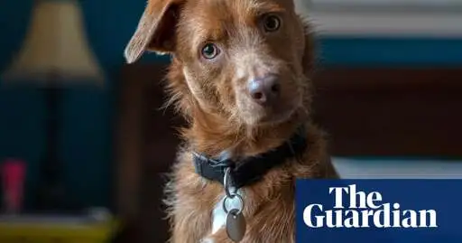 New research centre to explore how AI can help humans ‘speak’ with pets