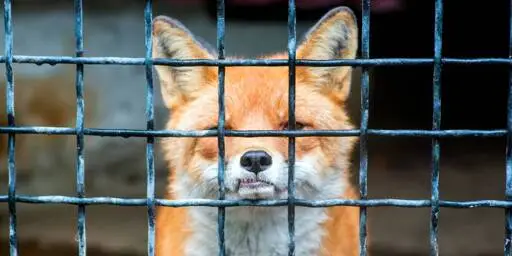 Firefox хорош. Люди, которые им управляют, — нет.