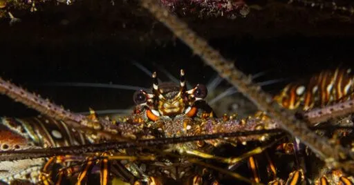 Do Lobsters and Crabs Feel? We’ve Had the Answer for Years